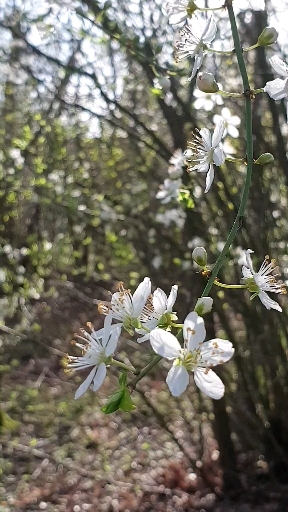 flying flowers