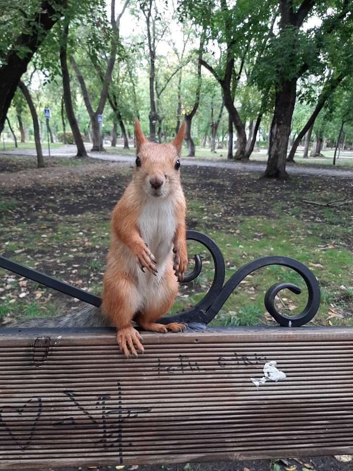squirrel