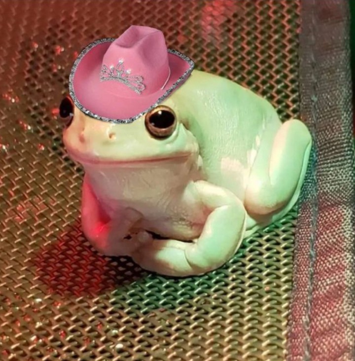 ☆Polite cow boy frog☆