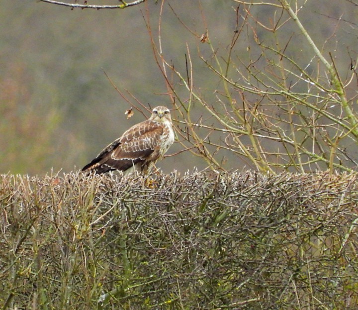 Buzzard