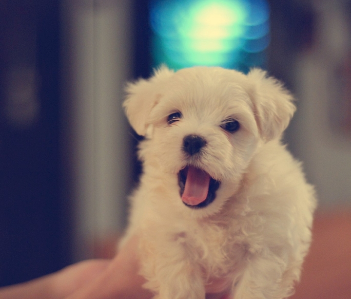 REPOST @yasmapaz VERY CUTE PUPPY