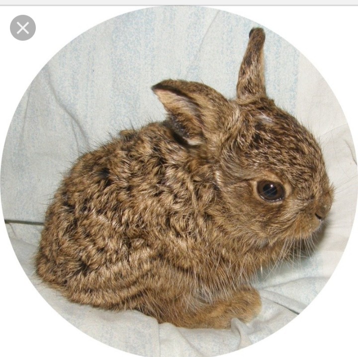 maniaque la lapin 