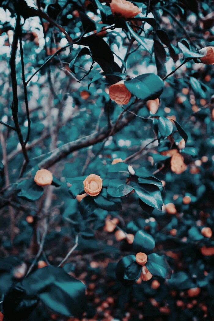 bushes
