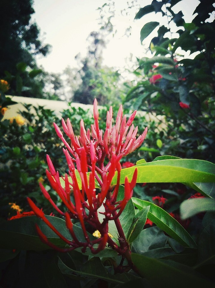 the Red