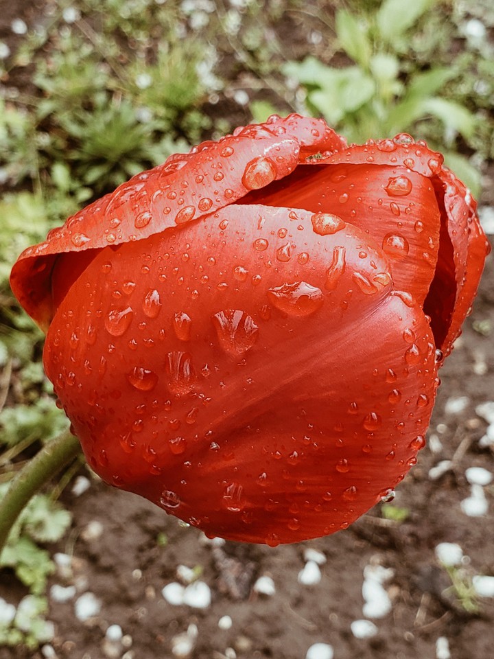 Тюльпан