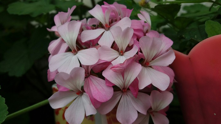 flor