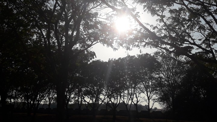 TRAVELLING JUNGLE 