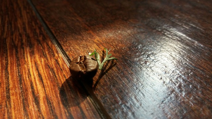 little  lonely  coffee...