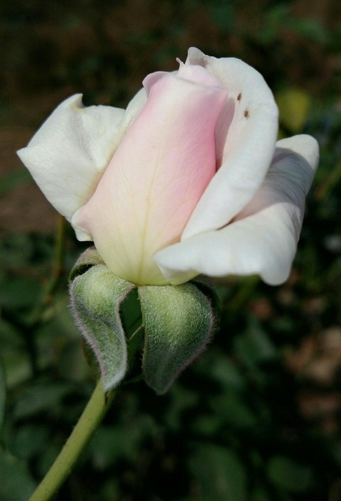VIPUL