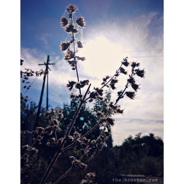 Dead plant