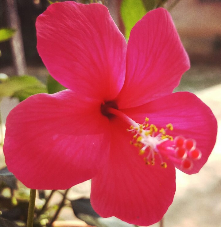 Flower