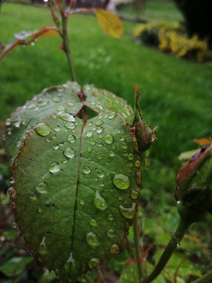 Rainy Day