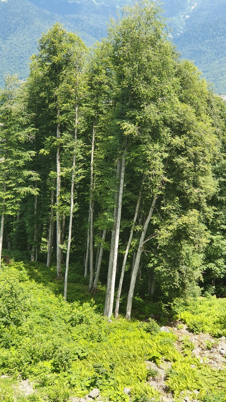 деревья