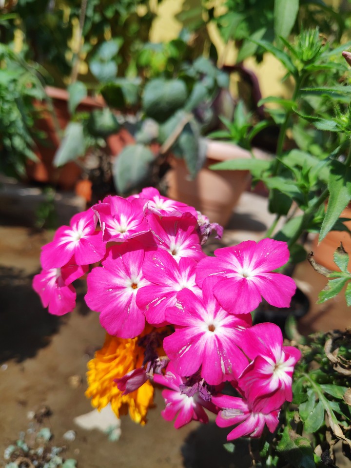 Phlox drummondii pink