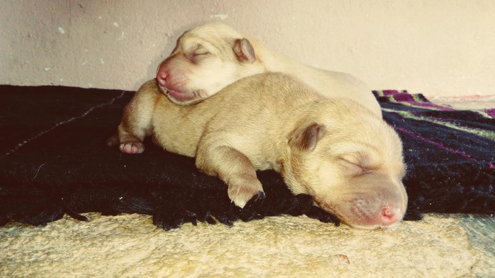 cute puppies