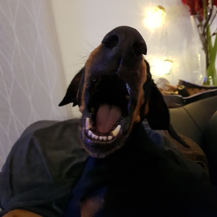 Dobermann