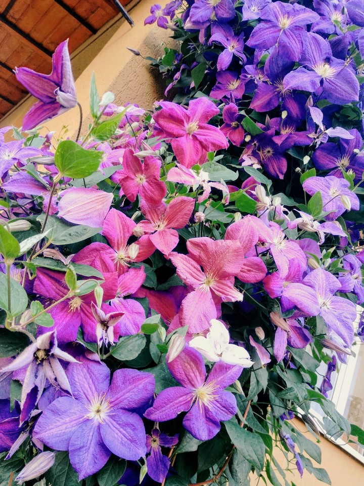 different stage of flowers
