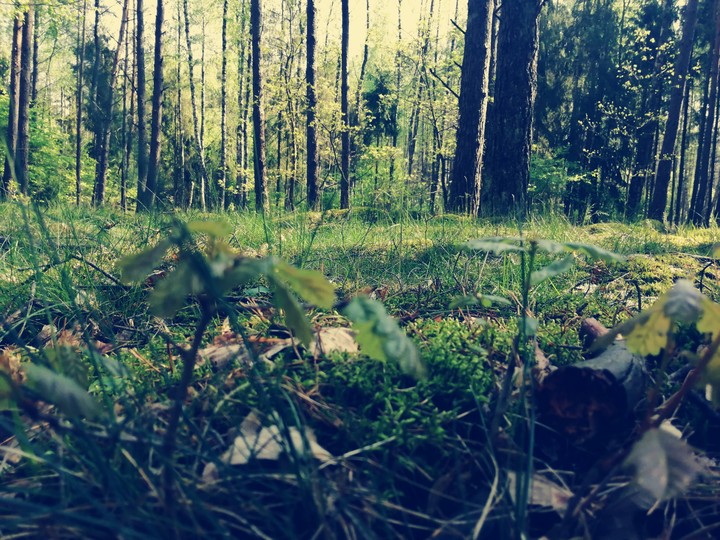 forest