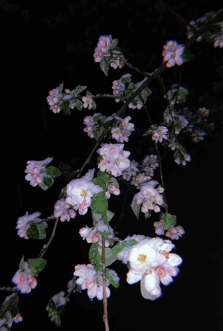 spring blossom ?