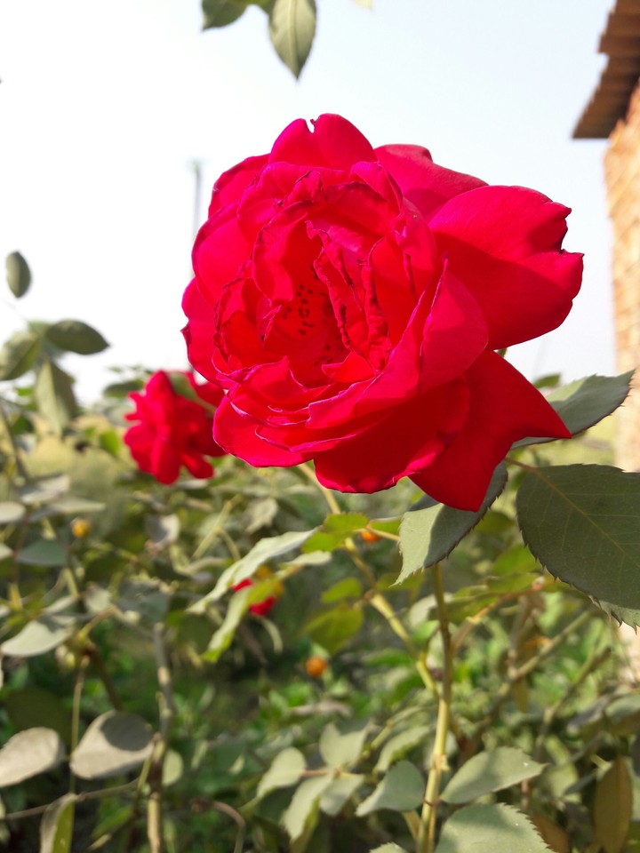 flower