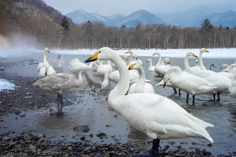 fondos de pantalla bird, wildlife