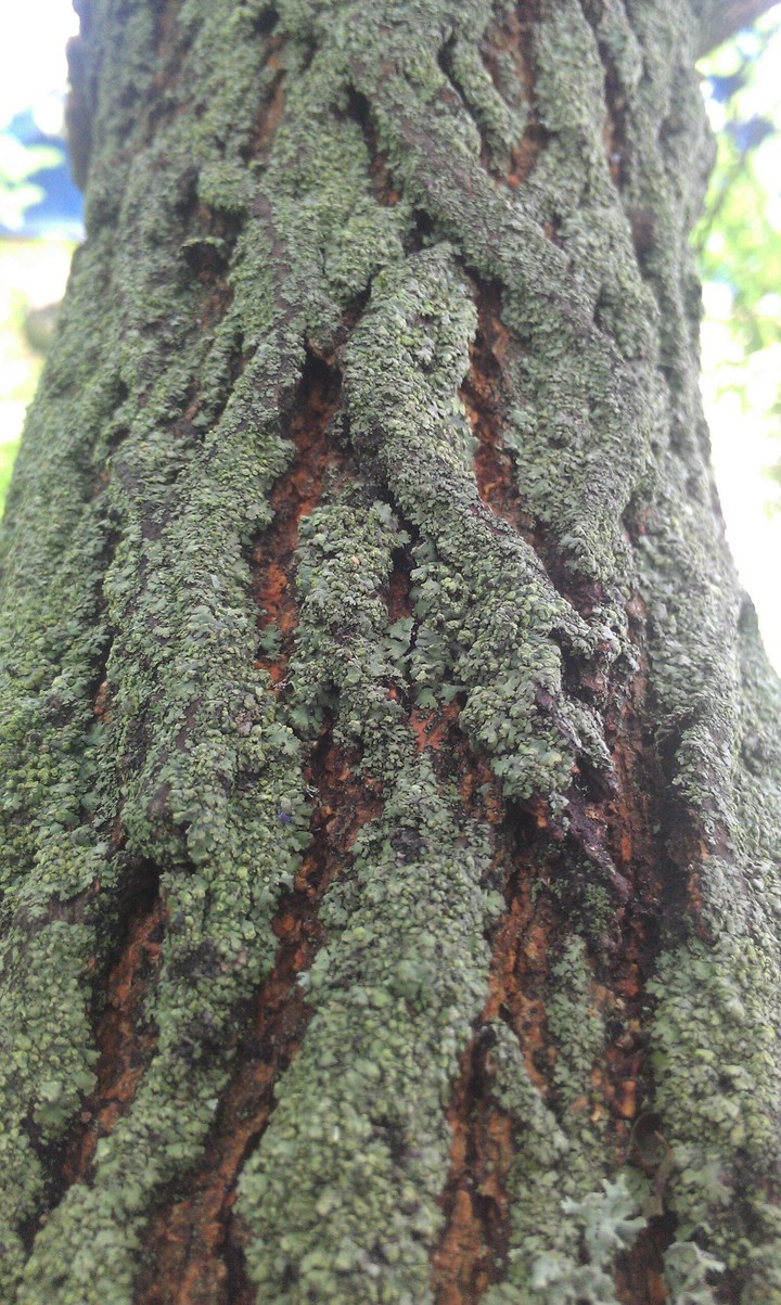 Mulberry after rain