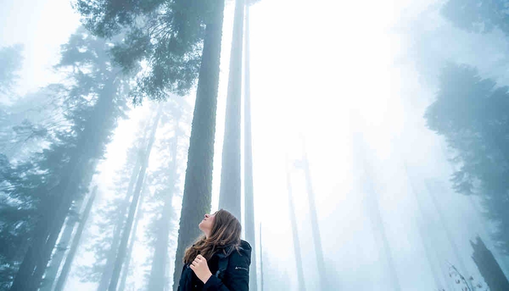 forest