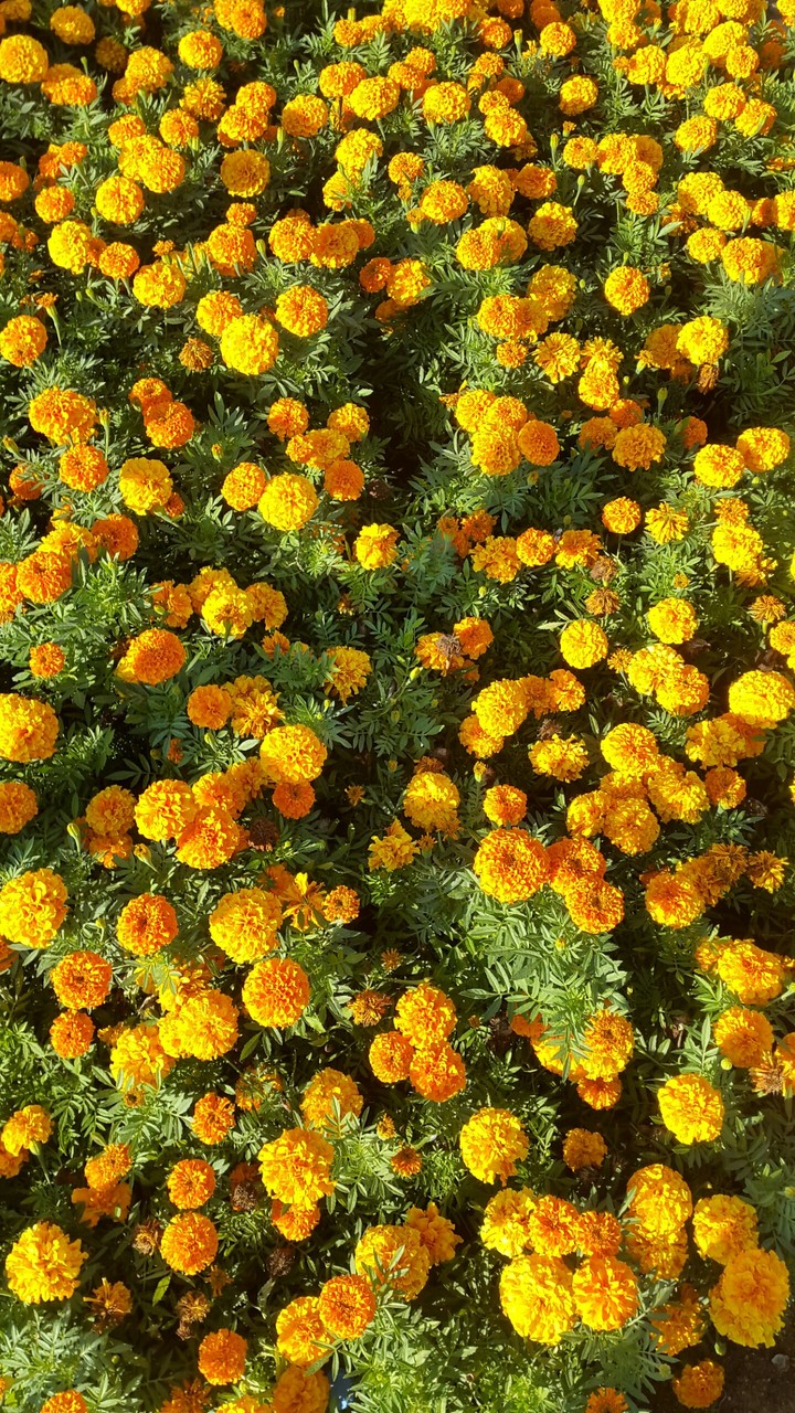 Flowers