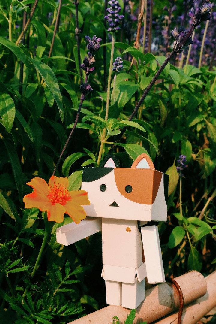 Taiwan-Taichung 花博