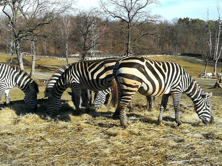 zebras