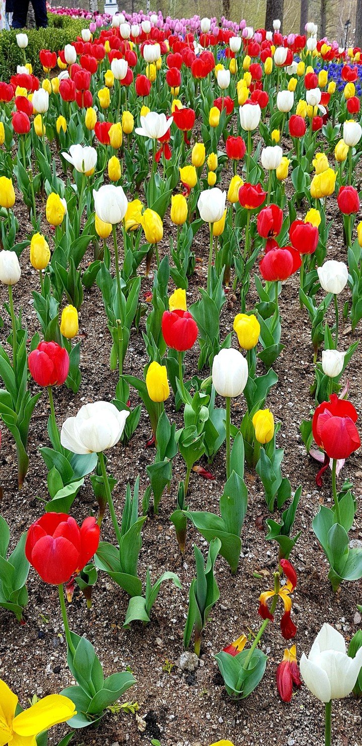 Tulip