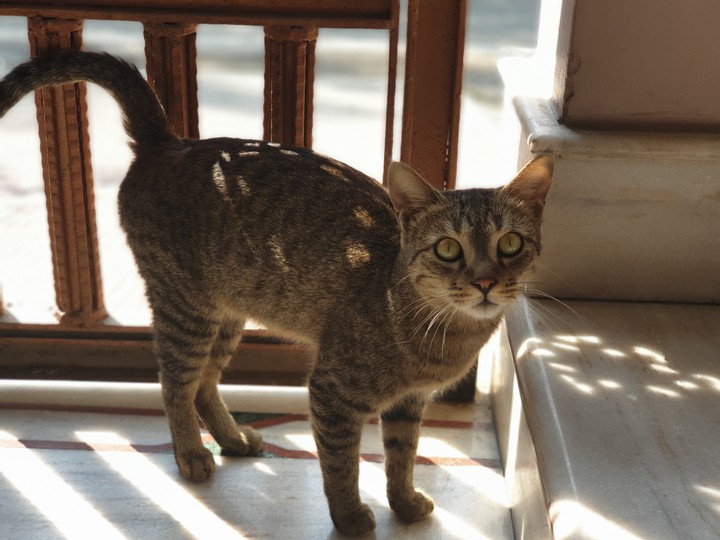 feline kitty