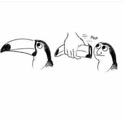 bird, penguin wallpapers