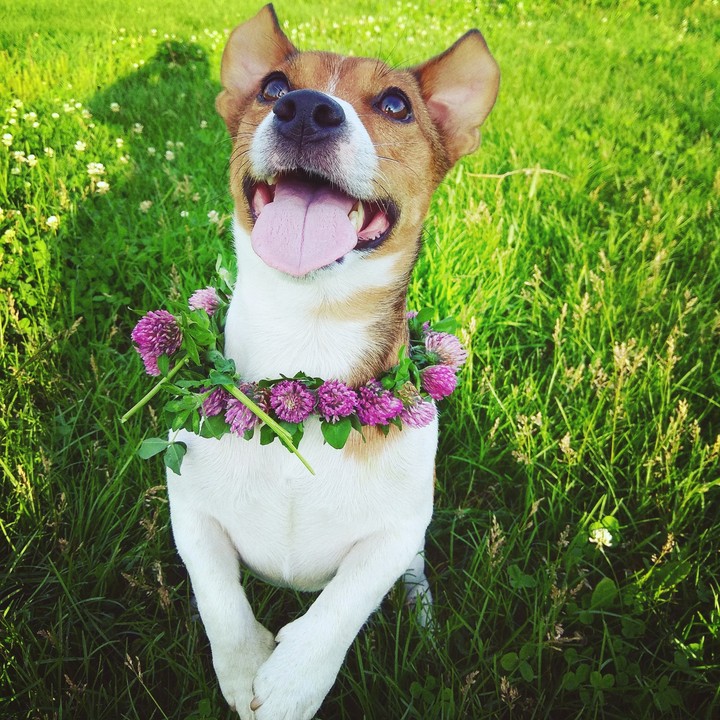 jack rassel terrier