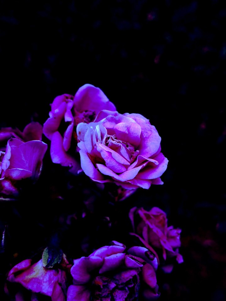 Pink Thorns
