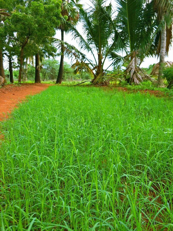 green