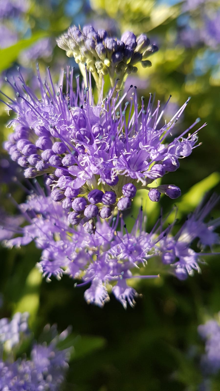 purple flower