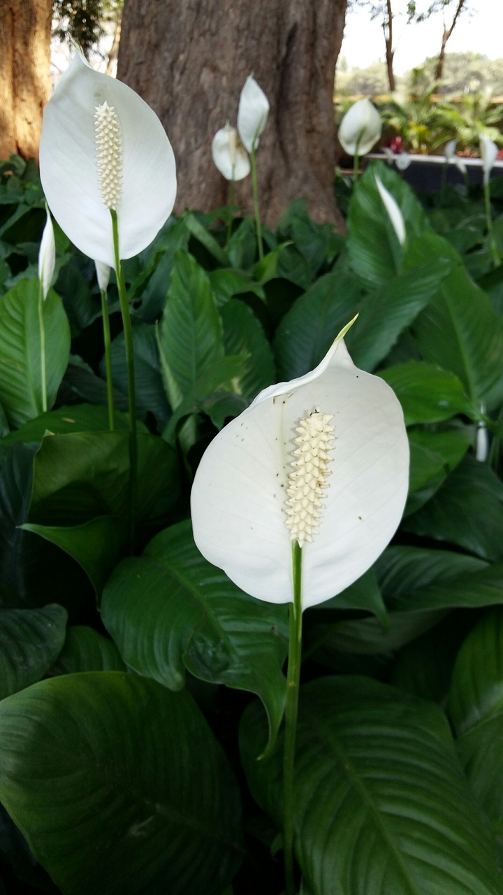 wounder of leaf flowers
