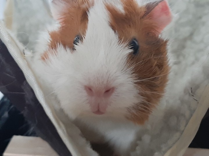 Guienea pig