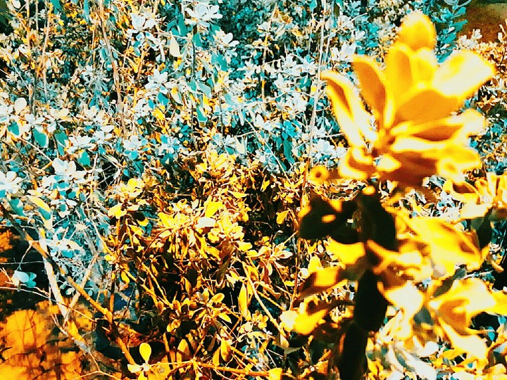 FLOWERS.