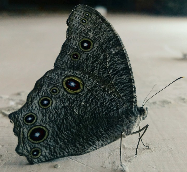 butterfly