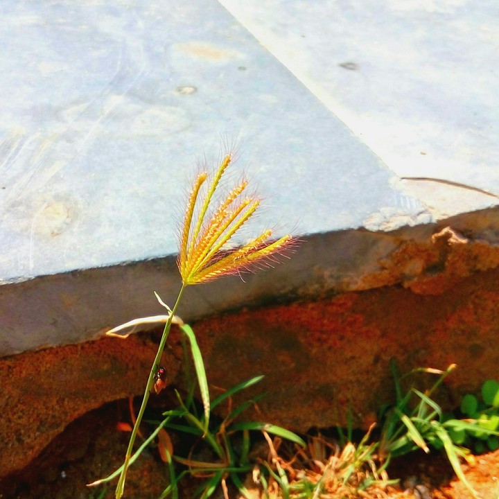 common Grass