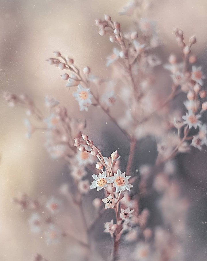 Pastels colors
