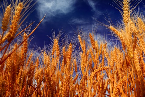 sfondi wheat, Cereal