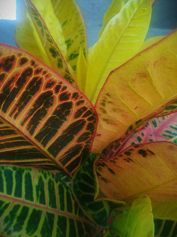 colour full leafs