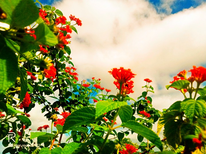 Flowers and Sky