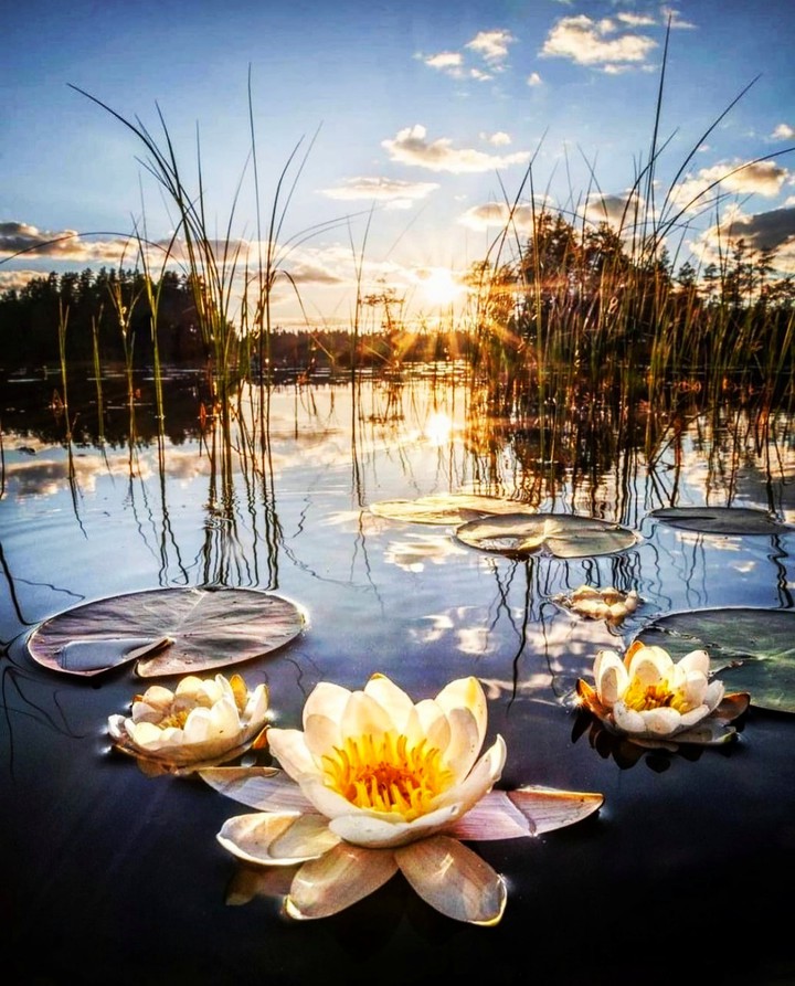 Was it the sun that warmed the lotus or the lotus?