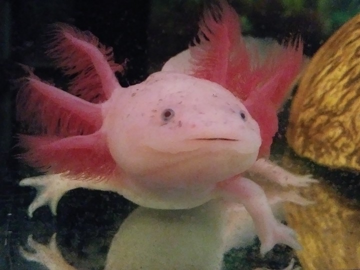 Toska