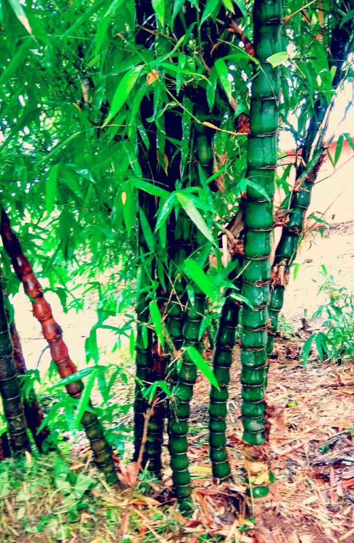 Bamboos...