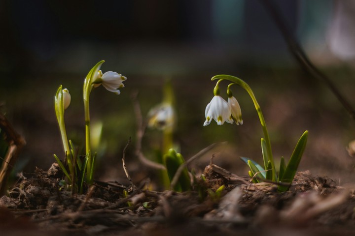 Spring flowers
